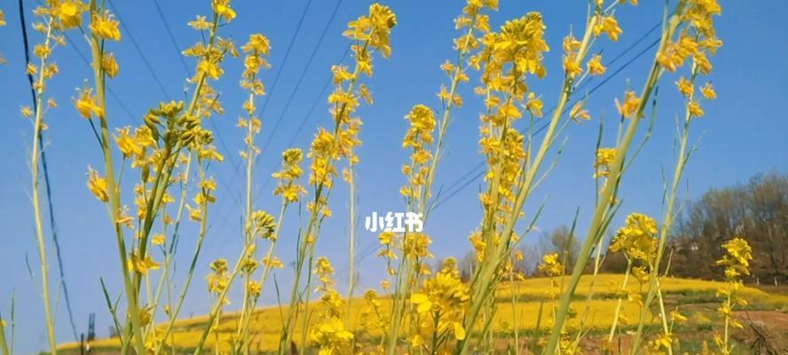 油菜花（油菜花的文化背景与花语）