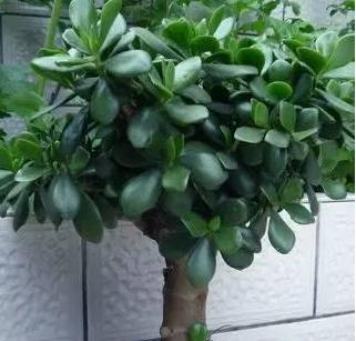 玉树花语（探索玉树花语的丰富内涵与生活启示）