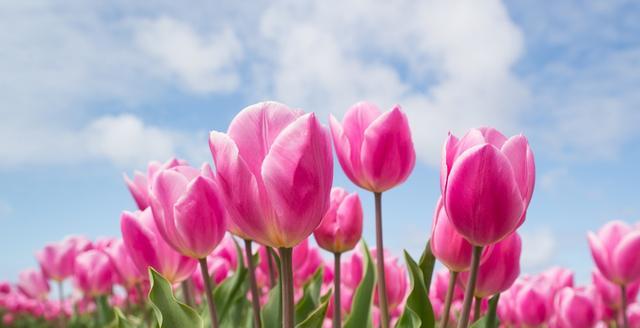郁金香的花语与寓意（探寻郁金香的丰富内涵）