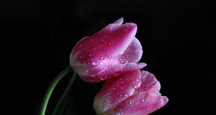 郁金香花语和寓意之美（探索不同颜色郁金香的花语与寓意）