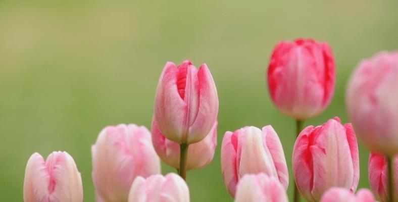 郁金香花语（探索郁金香花语的深刻内涵与美好寓意）