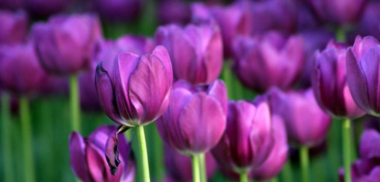 郁金香花语之美——探寻花海中的心灵之语（郁金香花语的起源）