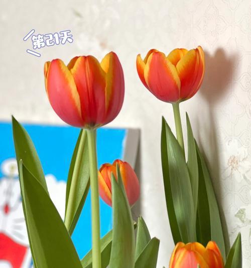 郁金香开花时间花期养护和含义解析（探秘郁金香开花的奥秘）