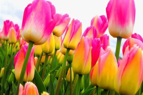 郁金香花语的魅力（探索郁金香花语的寓意与象征）
