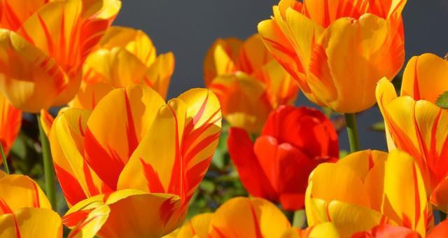 郁金香花语的魅力（探索郁金香花语的寓意与象征）