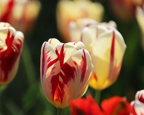 郁金香花的寓意（探究郁金香花的象征意义及文化背景）