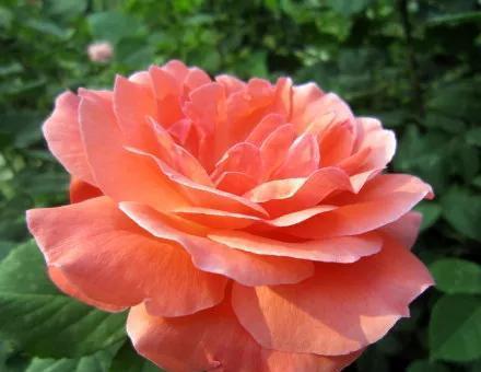 月季花花语（月季花的意义与传说）