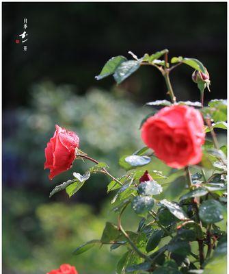 月季花的花语与象征意义（传递爱与美的花朵-月季花）