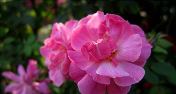 探寻月季花语的深意（月季花的五种含义与象征）