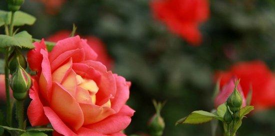 探寻月季花语的深意（月季花的五种含义与象征）