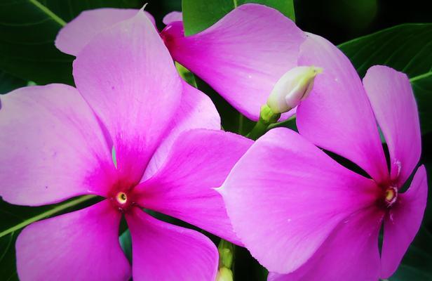 长春花（探索长春花的花语与文化魅力）