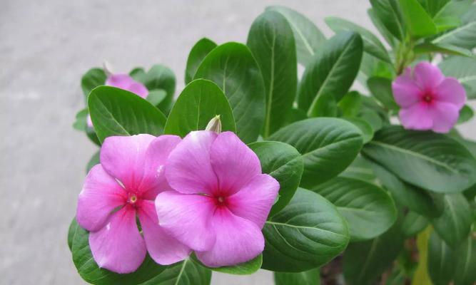 长春花的花语与寓意（美丽绽放）