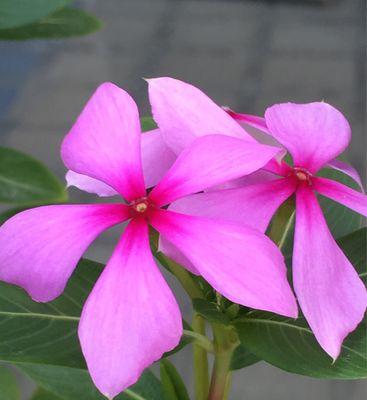 长春花花语及其寓意（揭开长春花背后的深刻寓意）