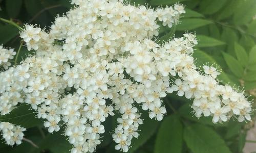 珍珠梅花（探寻珍珠梅花背后的寓意）