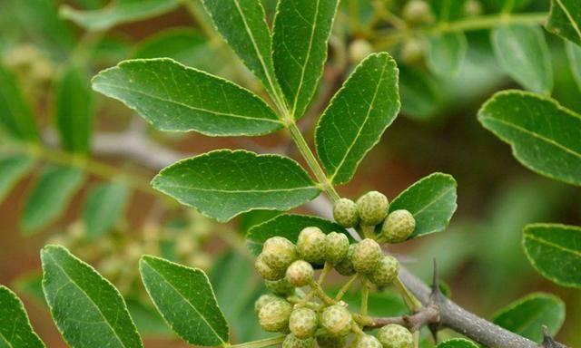 如何种植花椒树（从种子到花椒果实的全过程）