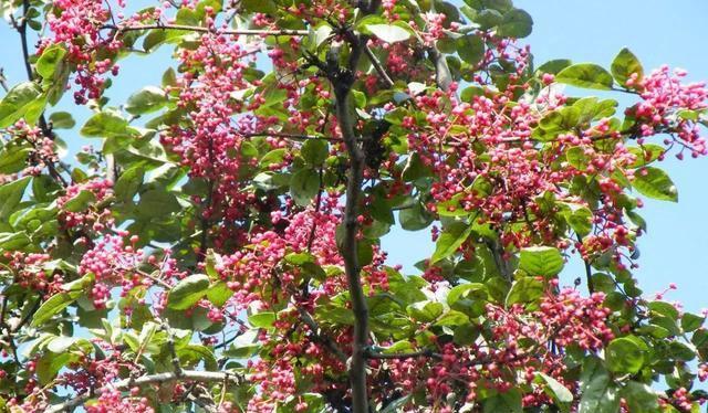 如何种植花椒树（从种子到花椒果实的全过程）