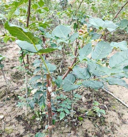 如何种植花椒树（从种子到花椒果实的全过程）