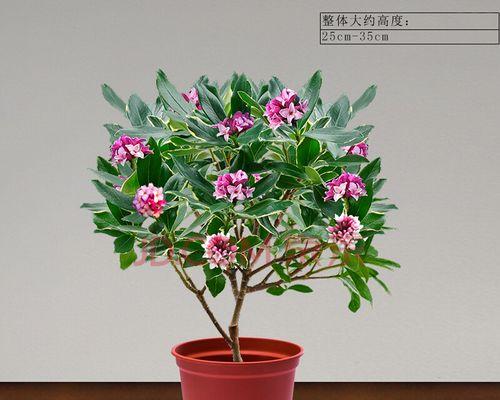 耐寒植物室内养殖有哪些（适合冬天养的耐寒植物推荐）