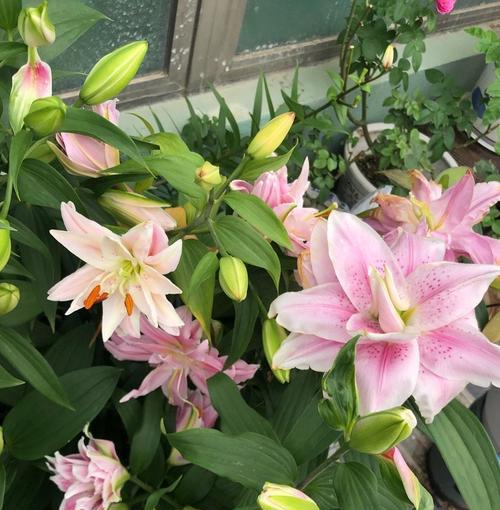 百合种植方法及养护（有关百合的栽培步骤）