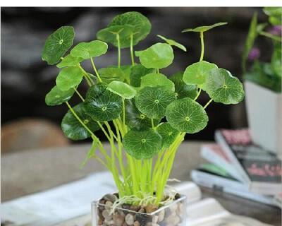 铜钱草种子怎么种植（铜钱草种子的种植方法和管理）