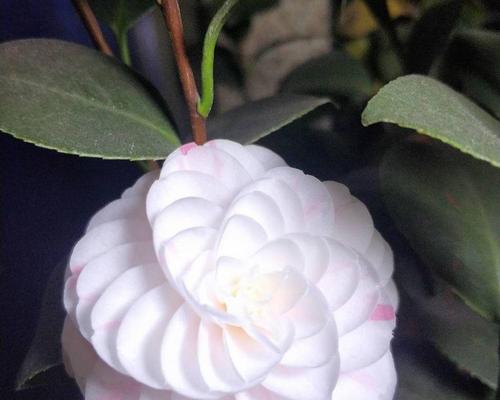 怎样养好山茶花（详解山茶花养护技巧）
