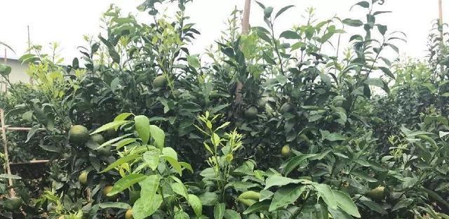 沃柑怎么种植（沃柑的种植与管理技术）