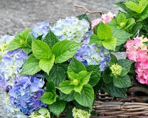绣球花怎么养殖（分享绣球花的养护方法）