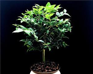 花盆葡萄树怎么栽种（家庭盆栽葡萄树种植方法）