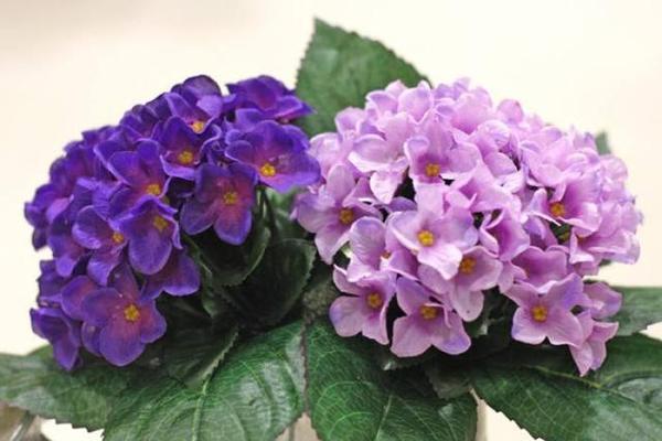 紫罗兰是哪个季节开的花（关于紫罗兰的开花时间）