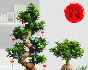 榕树的特点是什么（有关榕树的资料简介）