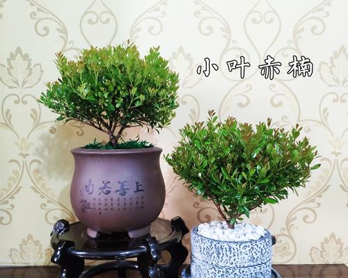 小叶赤楠怎么养殖（小叶赤楠的养护与管理）