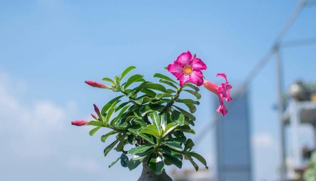 彩色蜗牛怎么养才能养活（蜗牛的养殖方法与技巧）