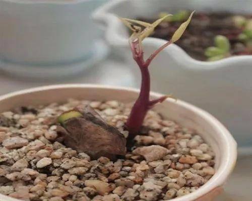 芒果种子发芽过程图片（有关芒果栽培技术要点）