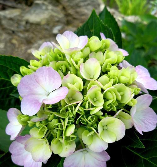 绣球种子怎么播种才可以发芽（绣球花种植时间和方法）