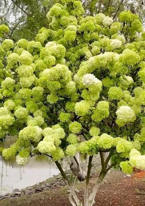 绣球种子怎么播种才可以发芽（绣球花种植时间和方法）