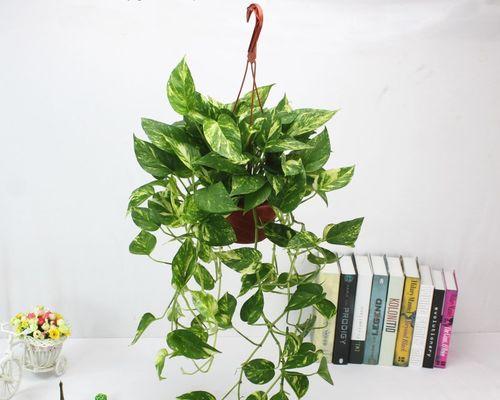 吊篮花卉品种有哪些（盘点五种常见的吊兰）