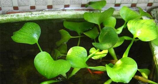 水葫芦怎么养（水葫芦养护方法分享）