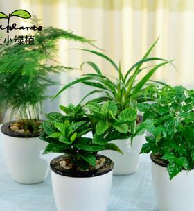 办公室摆什么绿植好（办公室大型绿植介绍）