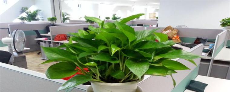 办公室摆什么绿植好（办公室大型绿植介绍）