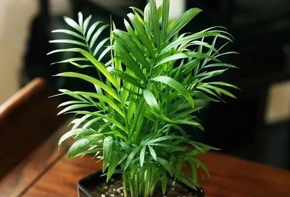 办公室摆什么绿植好（办公室大型绿植介绍）
