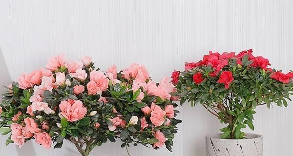 杜鹃花怎么种植（杜鹃花种植方法和时间）