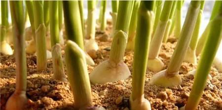 大蒜怎么在家里种植（大蒜的正确种植方法）