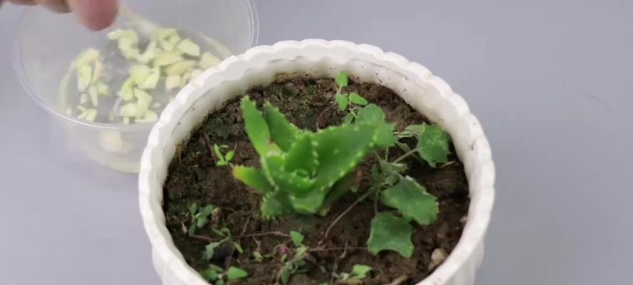 大蒜怎么在家里种植（大蒜的正确种植方法）