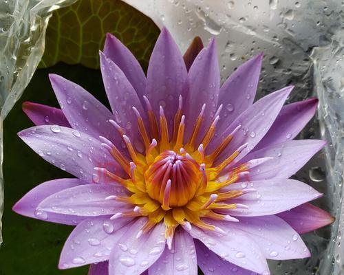 莲花开花时间有多久（关于莲花的养殖方法）