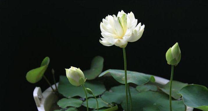莲花开花时间有多久（关于莲花的养殖方法）