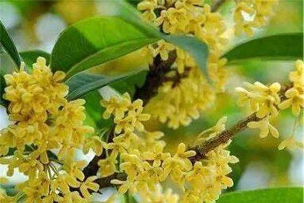 桂花树什么时候嫁接（桂花树的嫁接时间和方法）