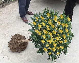 桂花树什么时候嫁接（桂花树的嫁接时间和方法）