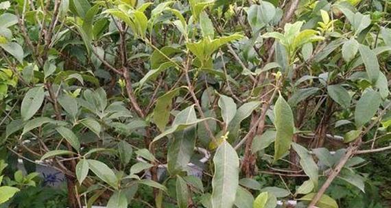 桂花树什么时候嫁接（桂花树的嫁接时间和方法）