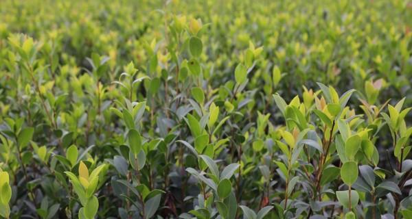 油茶树苗什么时候种植（油茶树的栽培技术要点）