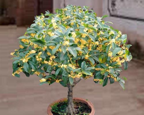 如何种植桂花树（桂花树的种植方法及时间）